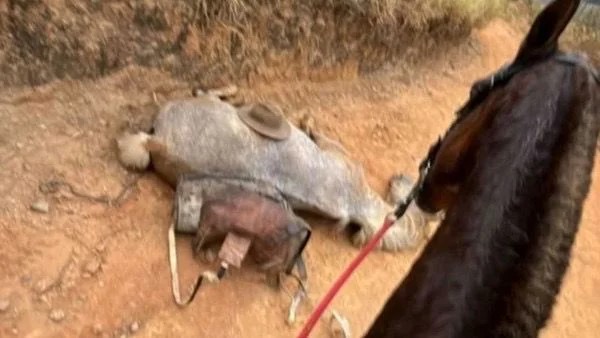 POLÍCIA INVESTIGA DENÚNCIA DE MAUS-TRATOS A CAVALO MUTILADO COM FACÃO EM BANANAL, SP