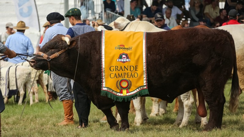 Expointer 2025 terá participação de 6.696 animais